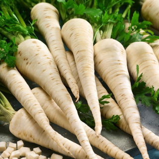 Gyökérpetrezselyem - Lenka - Aromás gyökerek, tökéletes tárolásra! - Friss vetőmagok