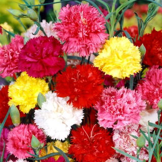 Kerti szegfű - színkeverék - Dianthus caryophyllus - Illatos virágok gazdag színekben - Friss vetőmagok