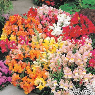 Dwarf Snapdragon - Mixed - Antirrhinum majus - Charming and Compact Blooms for Containers - Fresh Seeds