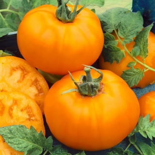 Tomate - Złoty Ożarowski - Vibrante naranja, jugosos frutos favoritos del jardín - Semillas frescas