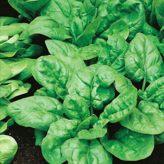 Bayam "Asta F1" - 1200 biji - Spinacia oleracea L. - benih