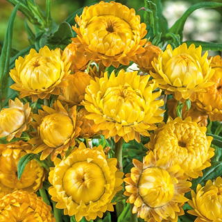 Flori de Paie - galben - Helichrysum bracteatum - Nuanță galbenă intensă, cu inflorescențe durabile - Semințe proaspete