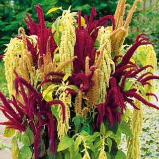 Amaranth - Kaleidoscope of Colors - Mixed - Amaranthus - Spectacular Panicles and Fluffy Spikes - Fresh Seeds