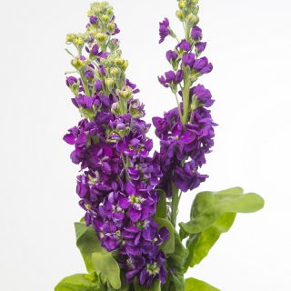 Lily-blue hary stock "Excelsior"; deset tednov - 300 semen - Matthiola incana annua - semena
