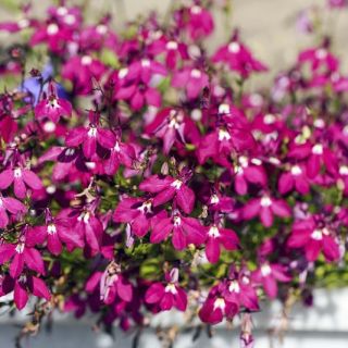 Цармине-ред едгинг лобелиа; гарден лобелиа, траил лобелиа - 3200 семена - Lobelia erinus