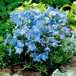Синята сибирски лаврак, китайски делфиниум - 500 семена - Delphinium grandiflorum