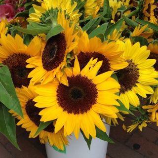 観賞用のヒマワリ「アモール」 - 中高身長 - Helianthus annuus - シーズ