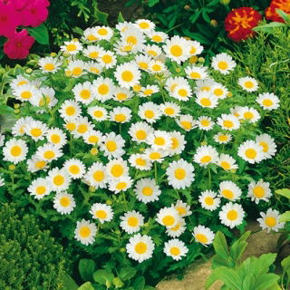Hoa cúc lùn trắng - 340 hạt - Chrysanthemum leucanthemum