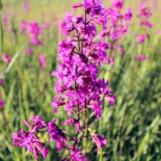 Klibbig fågelfluga - sortblandning - 5100 frön - Lychnis viscaria