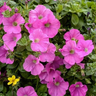 Roz petunie cu flori roz - 80 de seminte - Petunia x hybrida  - semințe