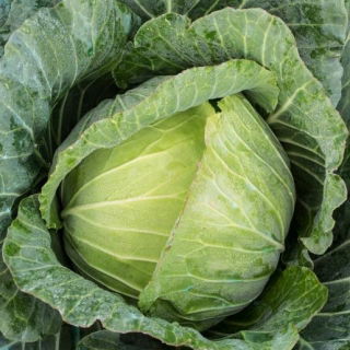 Varză albă "Primă recoltă" - semințe tratate - Brassica oleracea convar. capitata var. alba