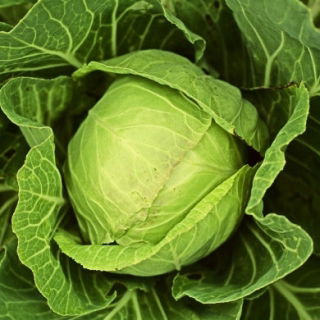 Wittekool - Roem van Enkhuizen 2 - wit - 400 zaden - Brassica oleracea convar. capitata var. alba