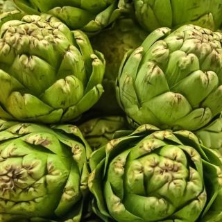 Artichoke "Gros Vert de Laon" - 10 biji - Cynara scolymus
