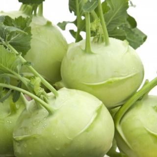 Colinabo – Giant - 100 semillas - Brassica oleracea var. Gongylodes L.