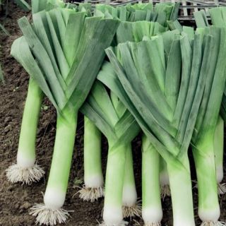 Puerro - Herbstriesen 2 - 320 semillas - Allium ampeloprasum L.