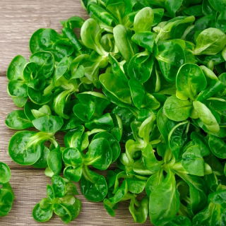 Tandfri vårsalat - Vorhart 3 - Valerianella locusta - frø