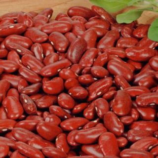 Rote Bohne 'Creation' - sehr produktive Sorte für die trockene Körner