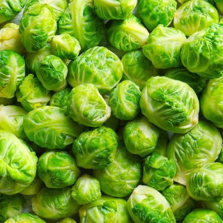 Ružičkový kel "Long Island" - dozrievanie hláv z jednej rastliny - 320 semien - Brassica oleracea var. gemmifera - semená