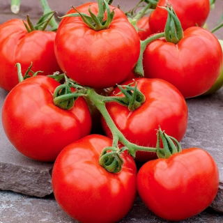 Tomate 'Lubań' - rote Freilandtomate, bei der der Grünkragen nicht vorkommt