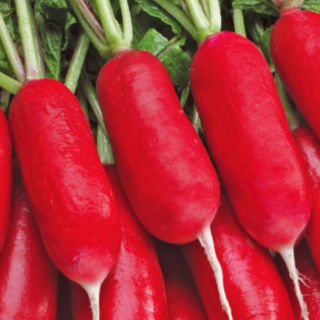 Radish "Kaja" - srednje duge, karminsko-crvene, nježno ukusne korijene - 850 sjemenki - Raphanus sativus L. - sjemenke