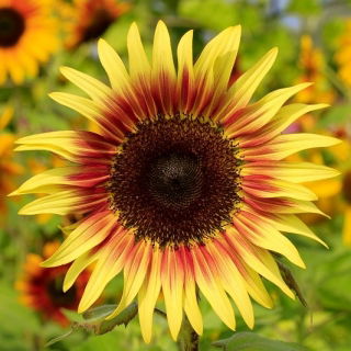 观赏向日葵“暮光之城” - 黄色，红棕色环 - Helianthus annuus - 種子