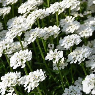 ヒヤシンスの花が咲くロケットキャンディタフト。苦いcandytuft、野生のcandytuft  -  400の種 - Iberis amara hyacinthiflora  - シーズ