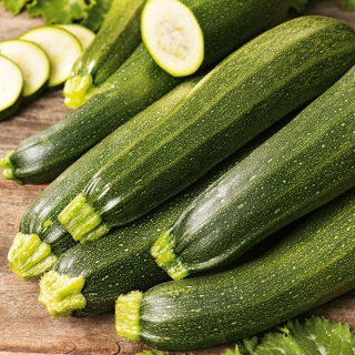 Zucchini - Zuboda - Früh, ertragreich und robust - Samen