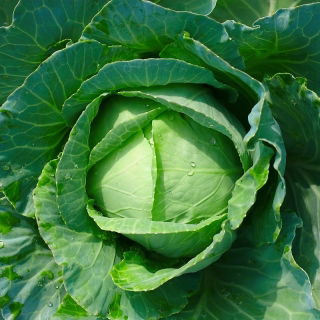 White cabbage "Golden Acre" - early variety producing green-yellowish heads - 480 seeds
