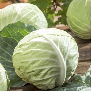 Бяло зеле "Slawa z Golebiewa" - за кисело зеле или директна консумация - Brassica oleracea convar. capitata var. alba - семена