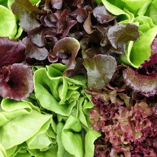 "Édes Mesclun" levél saláta fajták keveréke -  - magok
