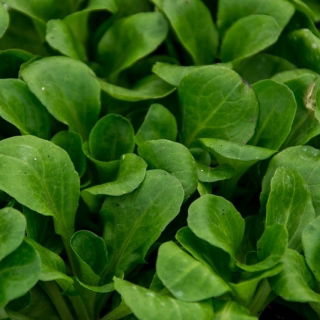 Baby Leaf - Endive "Zuccherina di Trieste"; sawi putih - 972 biji - Chichorium intybus