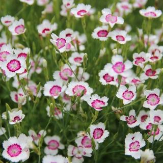 Steenanjer - white - red - 2250 zaden - Dianthus deltoides