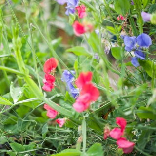 Happy Garden - "Edelwicke, die mit mir klettert" - Samen, die Kinder anbauen können! - 24 Samen - 