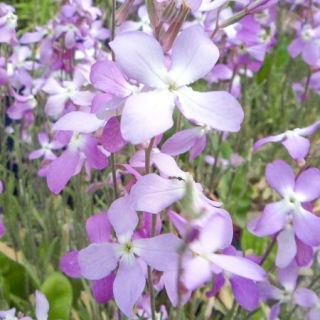Glad trädgård - 2160 frön - Matthiola bicornis