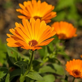 Feliz jardin - Botón de oro - 216 semillas - Calendula officinalis