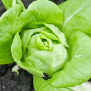 Happy Garden  - 「ビタミンいっぱいのレタス」 - 子供たちが成長できる種！ -  945の種子 - Lactuca sativa - シーズ