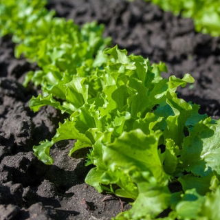Alface - Foliosa - Salad Bowl - 945 sementes - Lactuca sativa var. foliosa