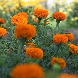 Marigold Meksiko "Hawaii"; Aztec marigold - 270 biji - Tagetes erecta 
