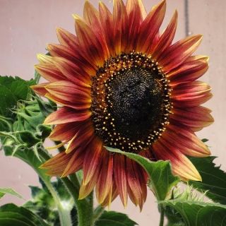 低生长的红色向日葵“Floristan” - Helianthus annuus - 種子