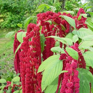Bókoló disznóparéj - Grand - Amaranthus caudatus - magok