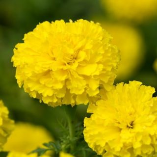 Tagetes Erecta - Afrikaan - 270 zaden - Mann Im Mond