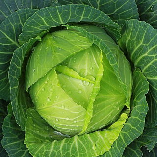 White head cabbage "Amager Polana" - late variety