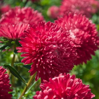 Zwergastern "Hölderlin" - rosa - 225 Samen - 