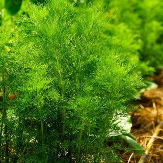 Endro - Amat - Anethum graveolens L. - sementes
