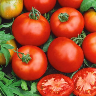 Tomate - Moneymaker - Alta, variedad temprana, rojo vivo, fruto grande - Semillas frescas