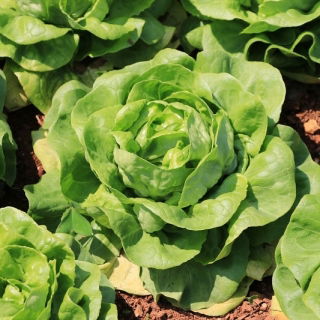 Salad butterhead salad "Semua Tahun Pusingan" - 855 biji -  Lactuca sativa var. Capitata - benih