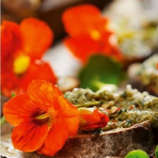 Spiselige blomster - hage nasturtium Tom Thumb - fargevalg blande; Indian cress, munker cress - frø