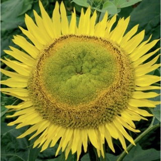 Polska blommor - Medium lång solros "Amor Admir" - frön