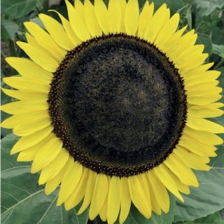 Polish Flowers - Medium tall sunflower "Amor Arnold'