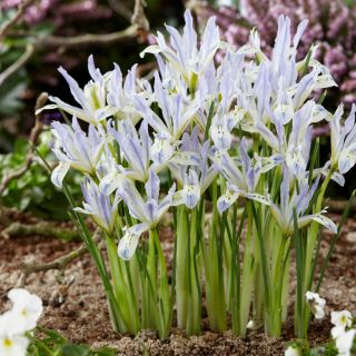 Netted iris Painted Lady - 10 pcs; iris jaring emas - 